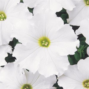 Dreams White 1
